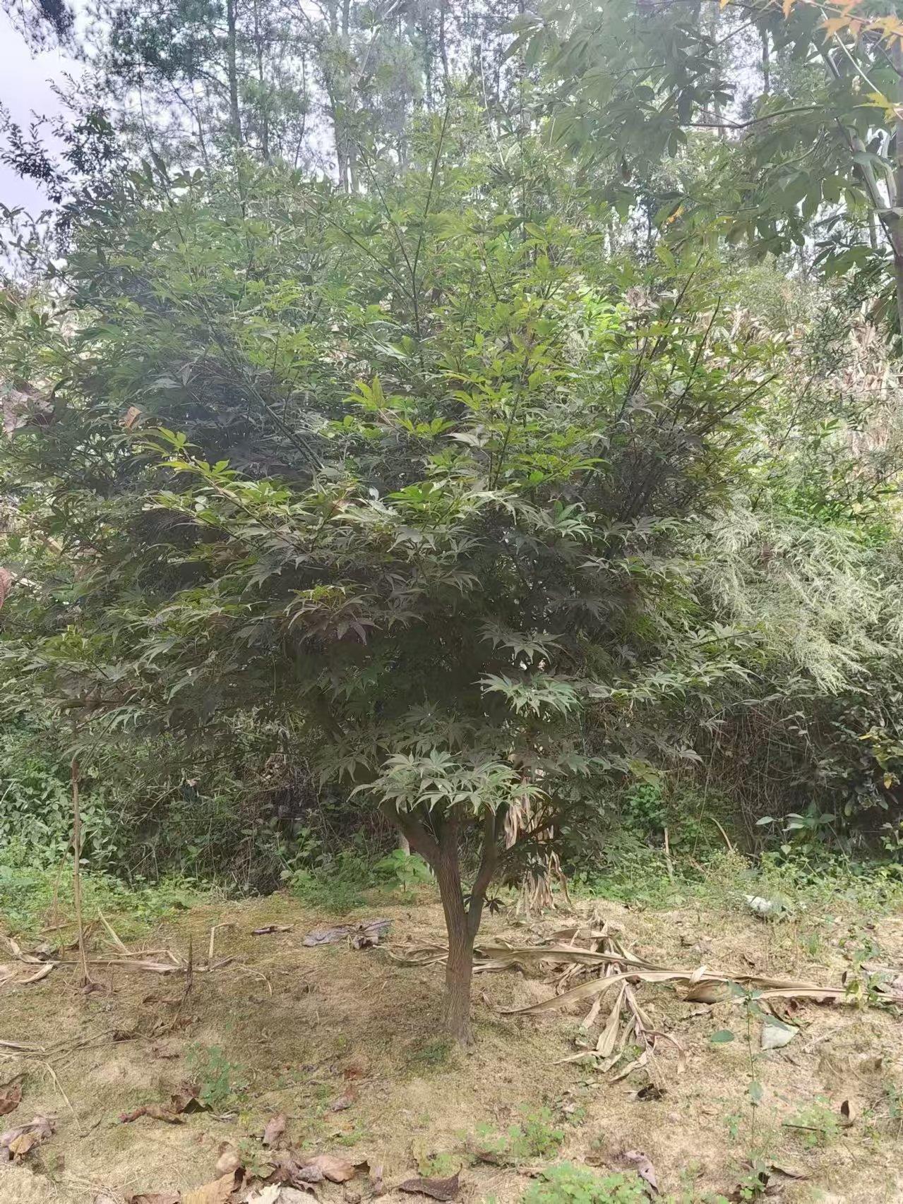 杏悦2 9ee5e