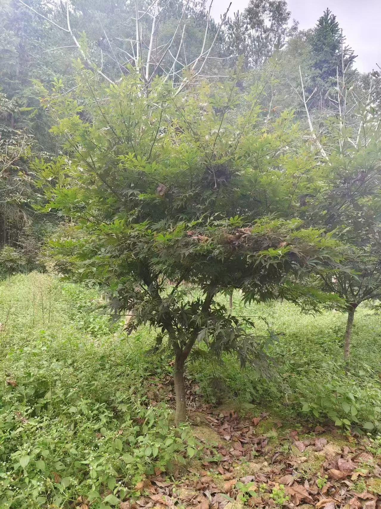 杏悦2 06e52