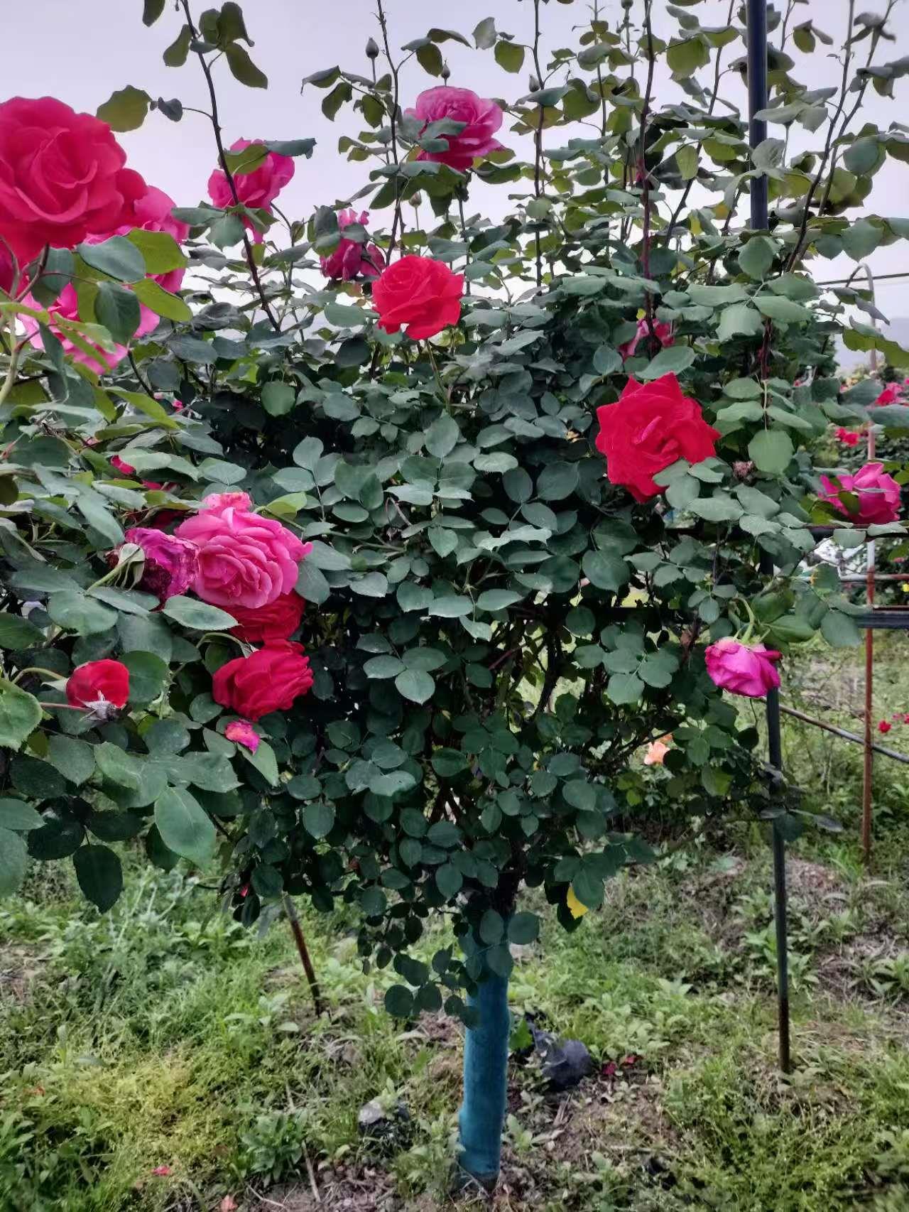 杏悦2 912f5