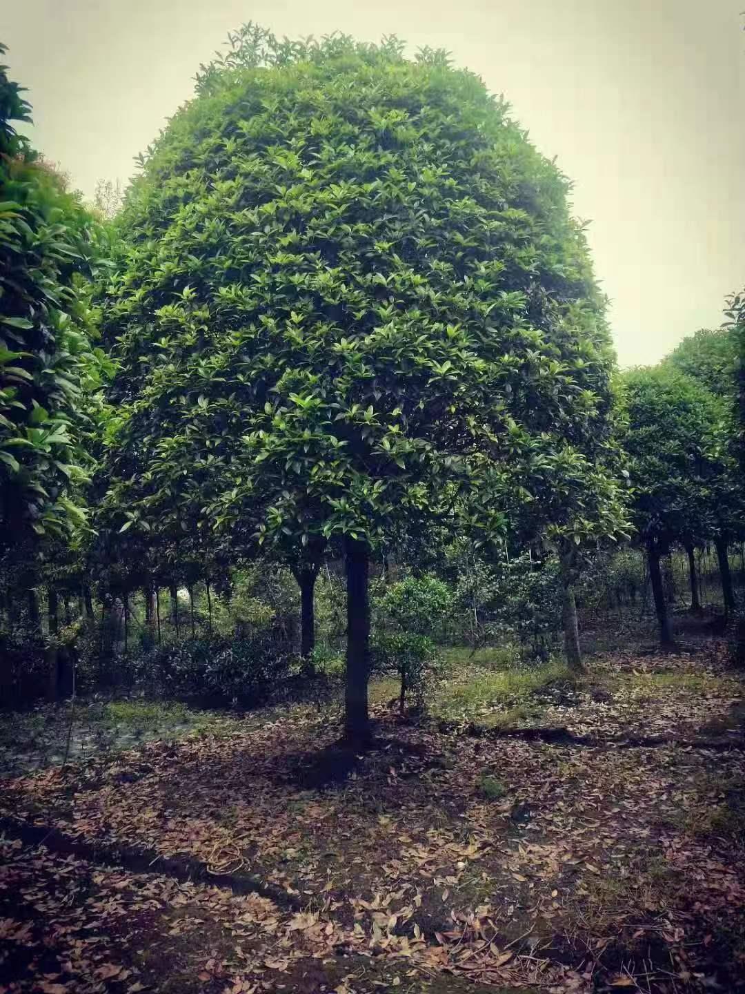 杏悦2 4b198